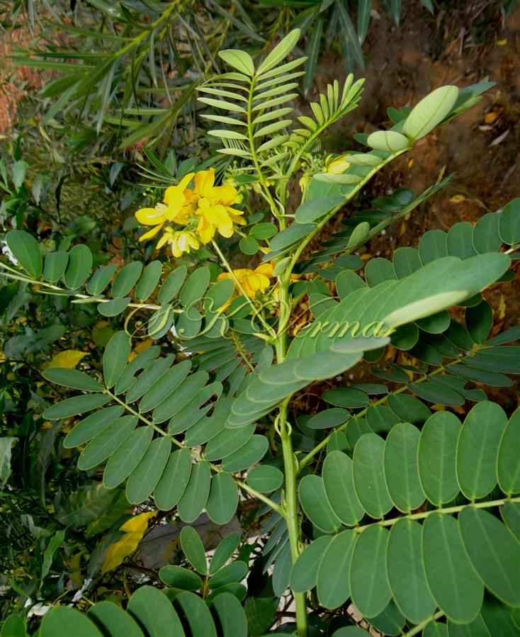  Flowering branch with axillary corymb and  leaves with stipules